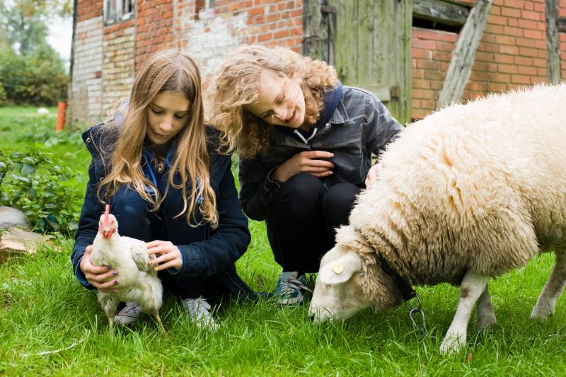 Schafe und Hühner im Ostercamp auf dem Bauernhof
