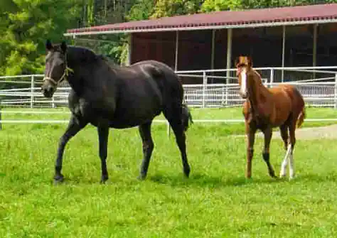 ostercamps-in-der-ferienfreizeit-hessen