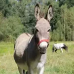 wanderung-mit-pferd-und-esel-im-erlebnishof-in-beeskow