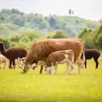 verschiedene-tiere-weiden-auf-der-wiese-in-baden-wuerttemberg