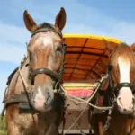 zwei-pferde-ziehen-einen-planwgen-in-den-reiterferien-zu-Ostern