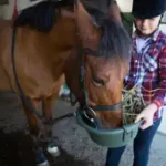 maedchen-fuettert-ein-pferd-im-ferienlager-ponyhof-reiten