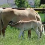 eine-stute-grasst-mit-seinem-pony-auf-der-wiese-auf-dem-reiterhof