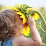 ein-maedchen-richt-an-einer-sonnenblume-in-den-kinderferien-bauernhof-herbst